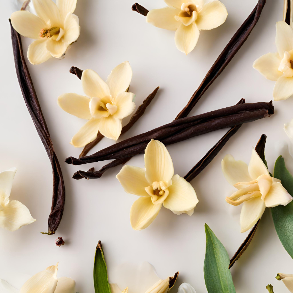 lucious vanilla fragrance oil